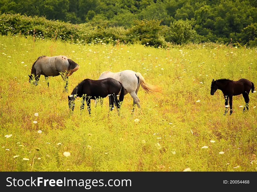 Photo of a horses on meadow