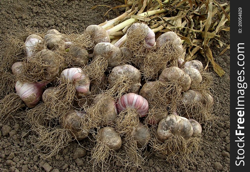 Some garlic bulbs with tops on the ground. Some garlic bulbs with tops on the ground