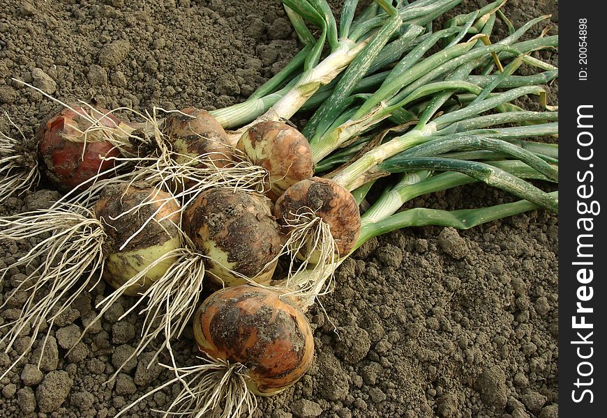 Some onion bulbs with tops on the ground. Some onion bulbs with tops on the ground