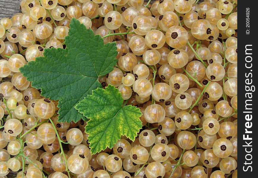 Fresh cropped white currants berries with leaves