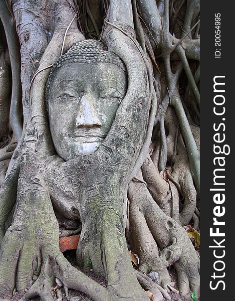 Buddha head in tree Wat Mahathat Ayutthaya in Thailand