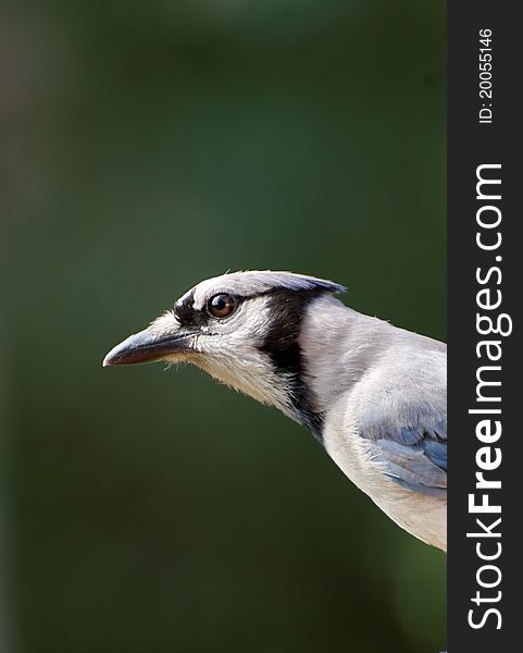 Closeup of blue jay against green background