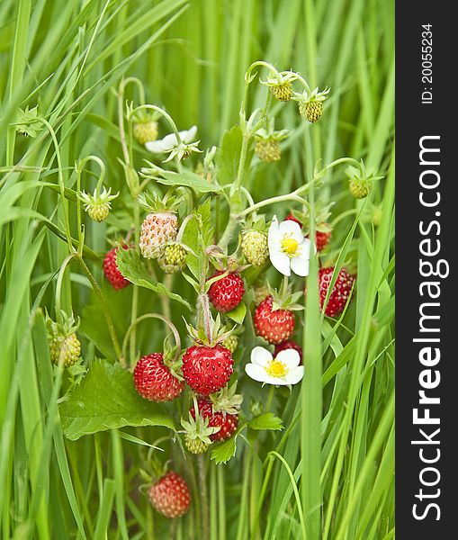 Wild strawberries in green grass