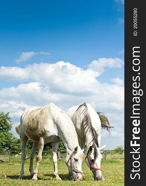 Beautiful Horse in a Green Meadow in sunny day