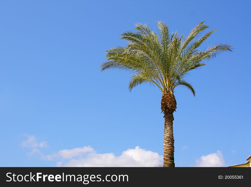 Image of palm over blue sky