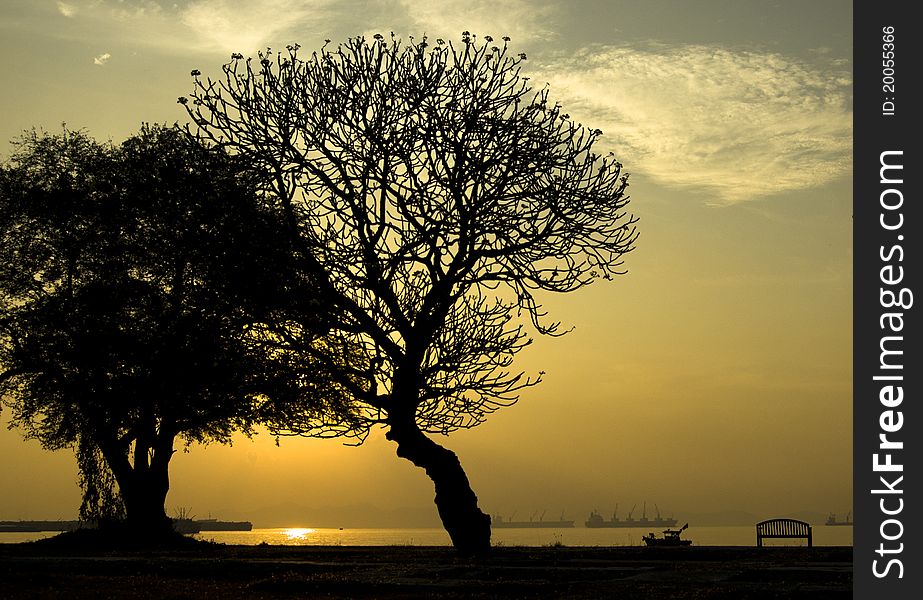 Silhouette of two trees leaning against each other at a beach in an early morning. Silhouette of two trees leaning against each other at a beach in an early morning