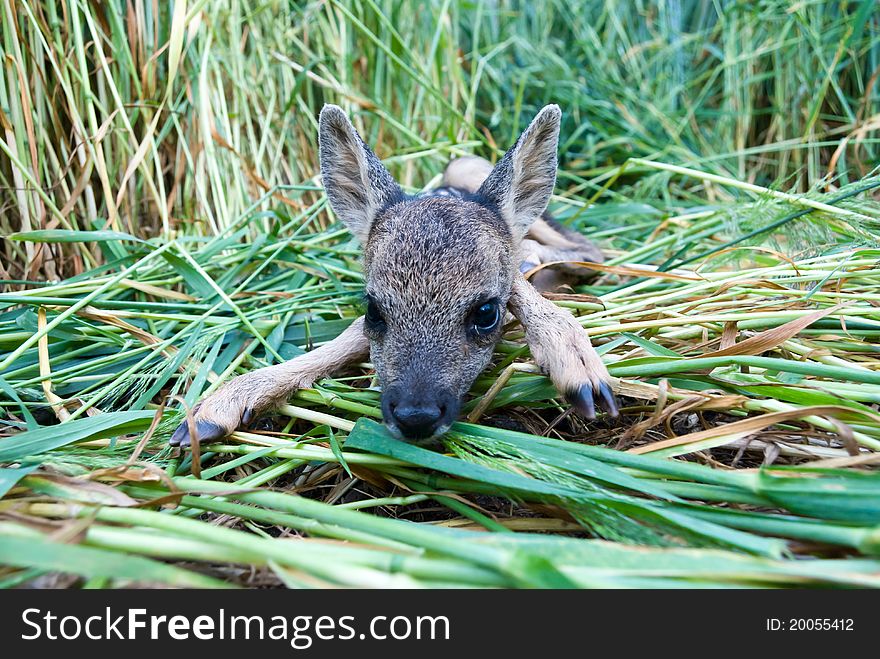 Small roe deer over the plant background in sunny day