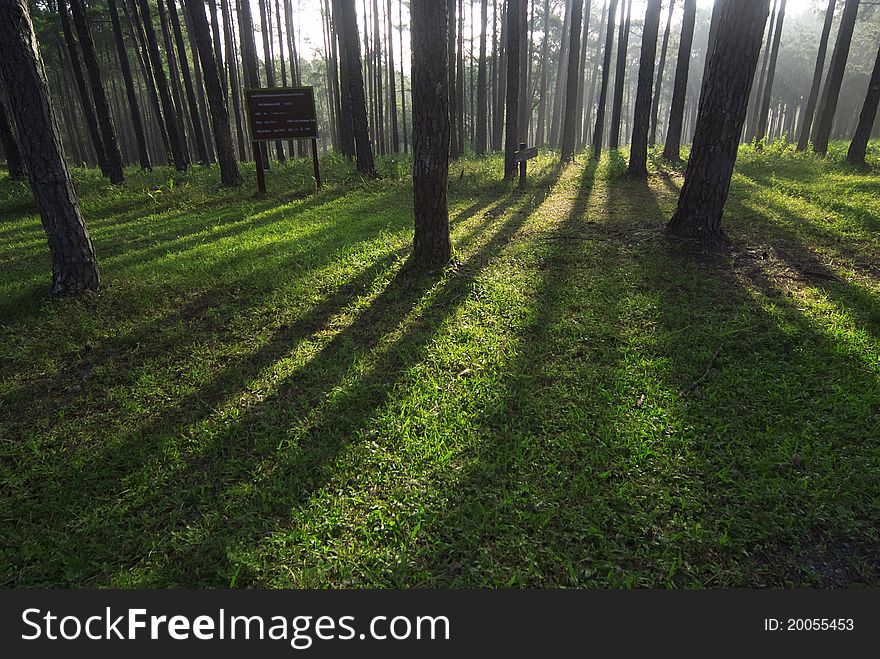 Pine forest with sunlight passing through the trees. Pine forest with sunlight passing through the trees