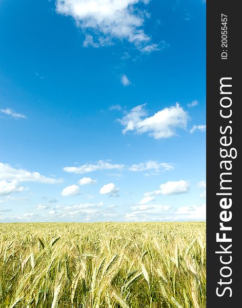 Green spring grains, close up of yellow wheat ears on the field