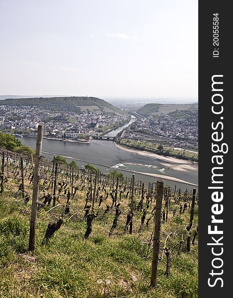 Vineyards in the Rhinevalley near Ruedesheim, Germany. Vineyards in the Rhinevalley near Ruedesheim, Germany
