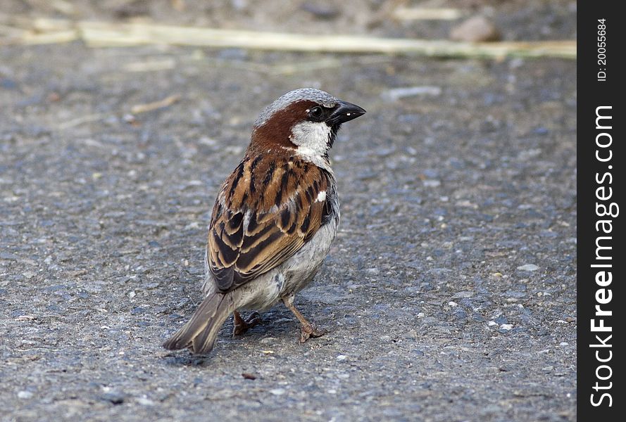 Sparrow bird on the land. Sparrow bird on the land
