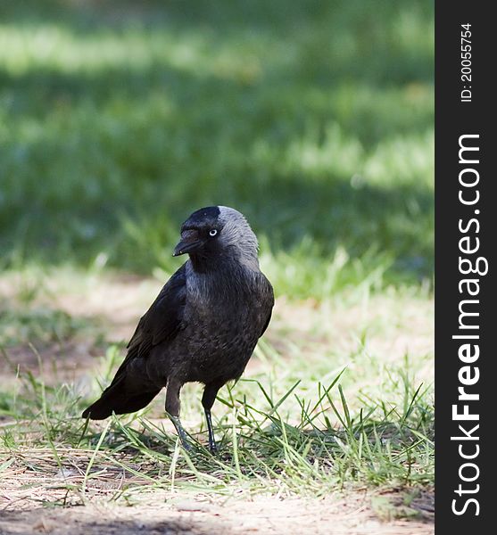 Jackdaw portrait nice black bird with blue-grey eyes. Jackdaw portrait nice black bird with blue-grey eyes