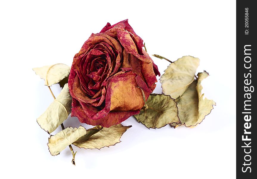 Dry rose with leaves on white background