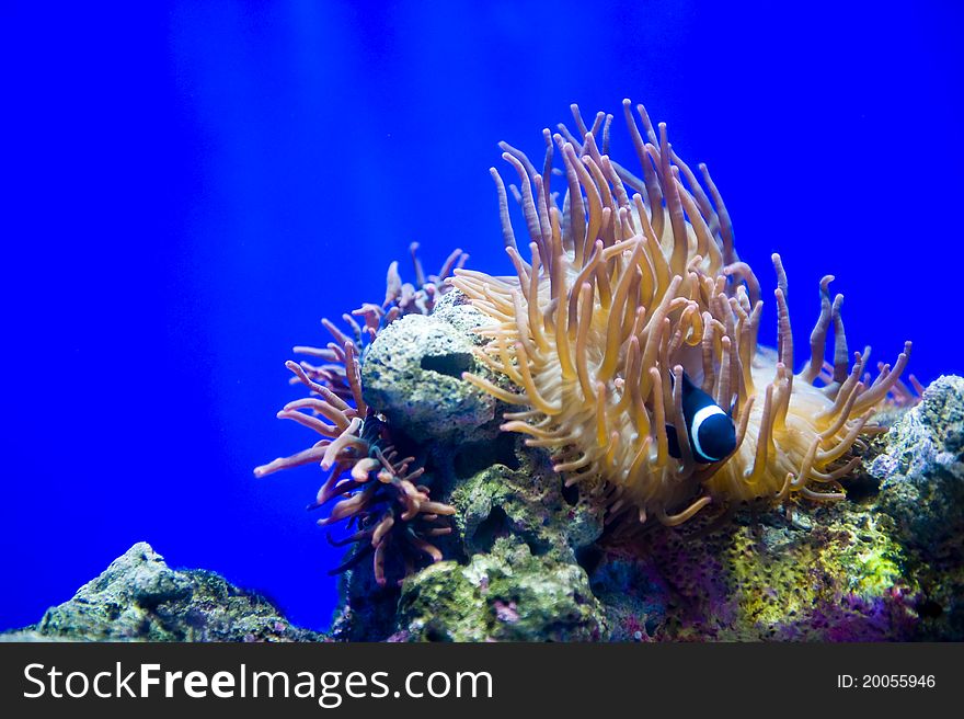 A black clown fish (popular due to the movie Finding Nemo) weaving its way through a sea anemone at the local aquarium. A black clown fish (popular due to the movie Finding Nemo) weaving its way through a sea anemone at the local aquarium.