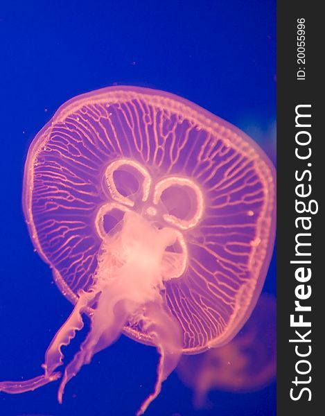 Jellyfish in an aquarium tank.