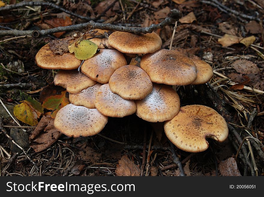 Close-up many agaric honey  - very delicious eatable mushrooms