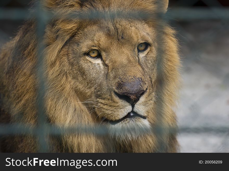 Portrait of a lion in a cage