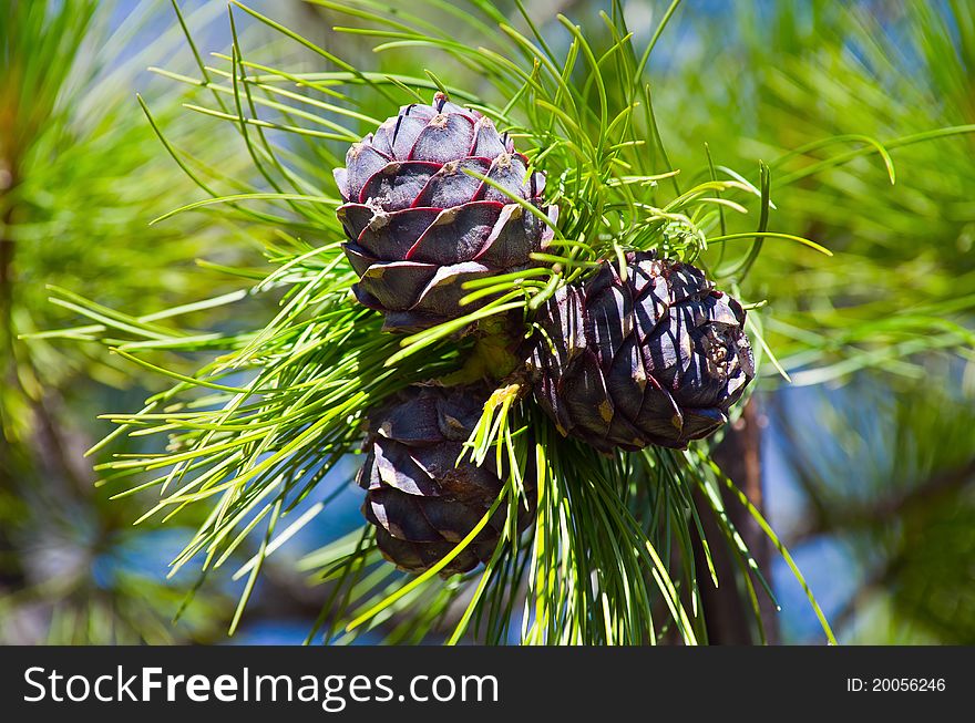 Young Siberian pine cones in June. Russia, Western Siberia. Young Siberian pine cones in June. Russia, Western Siberia.