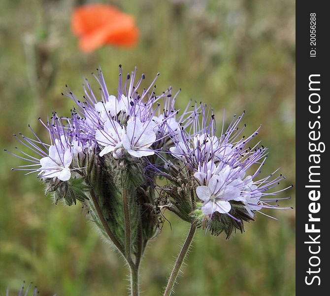 Purple flower blooming in a field