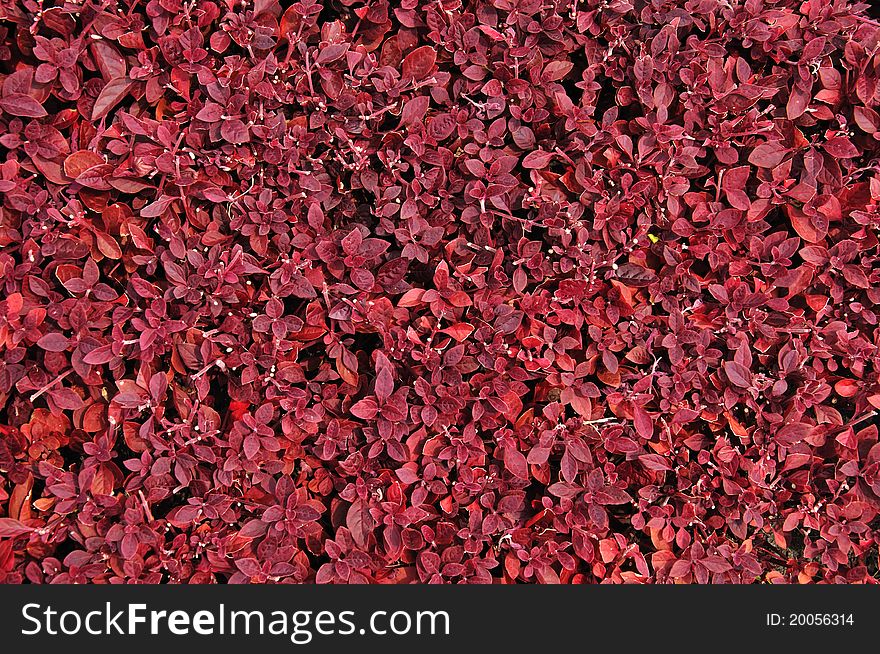 Wall Background made by red leaf. Wall Background made by red leaf