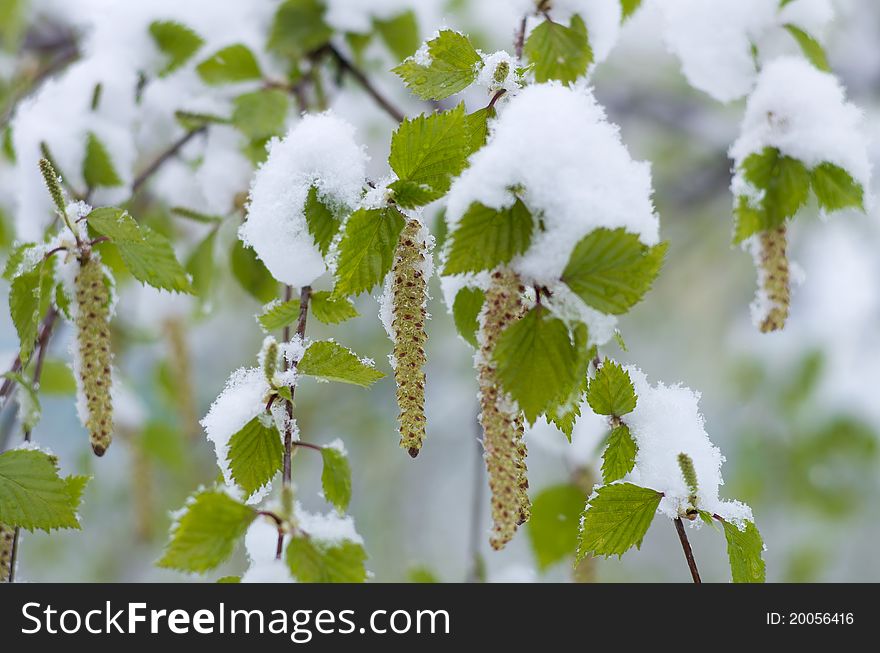 Young birch leaves in the snow. Snowfalls occur in May in Siberia. Young birch leaves in the snow. Snowfalls occur in May in Siberia.
