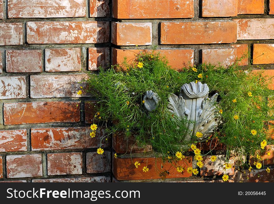 The wall flower in my garden.