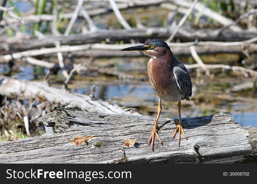 Green Heron