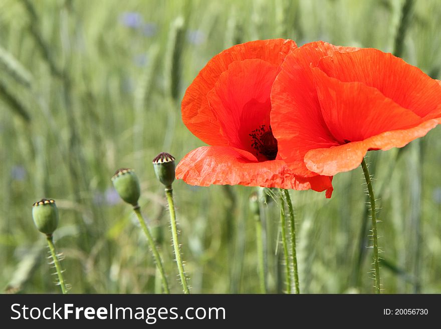 Poppy flowers blooming in a field