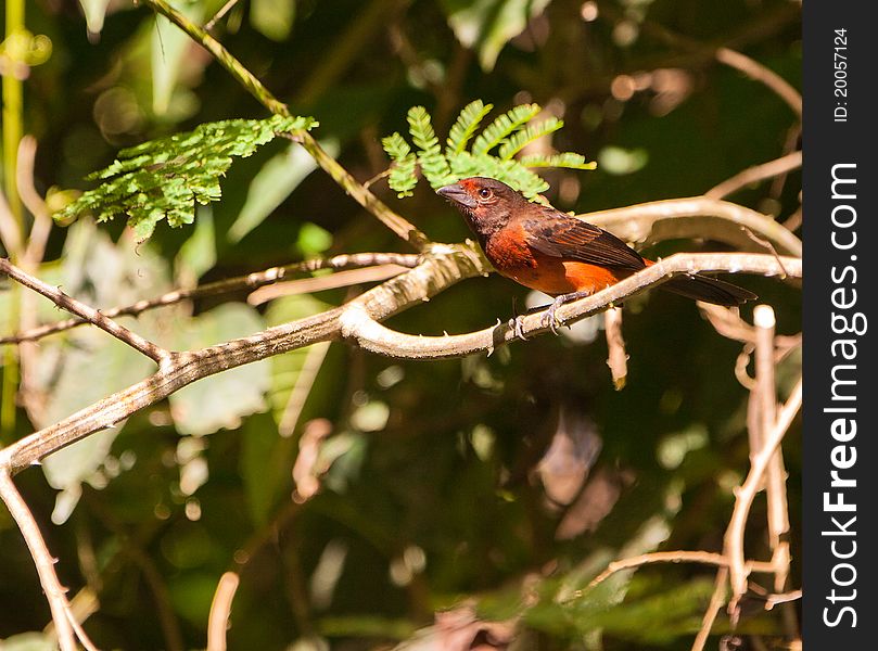 A Female Black-bellied Tanager