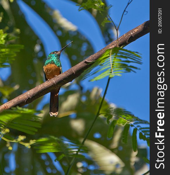 The Bluish-fronted Jacamar (Galbula cyanescens) has a characteristic long and sharp beak.
