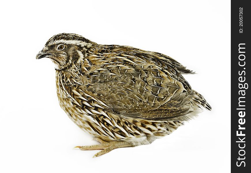 Quails and their eggs are very popular agricultured birds. Quails and their eggs are very popular agricultured birds