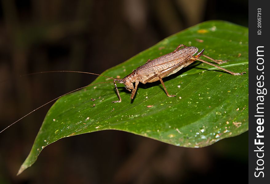 A large tropical Grasshopper with a sharp hook on it´s back part stands on a leaf. A large tropical Grasshopper with a sharp hook on it´s back part stands on a leaf.