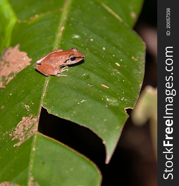 A brown Hyla frog