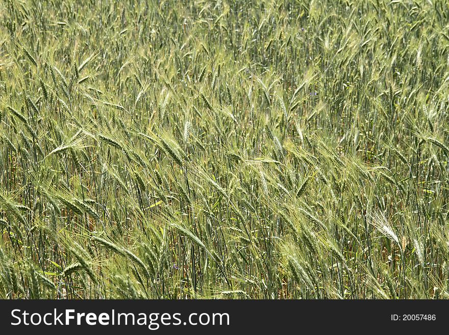 Field of cereal in spring