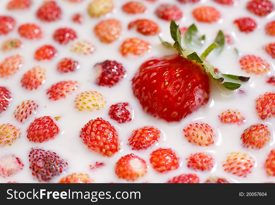 One big and a lot of small wild stawberries in milk