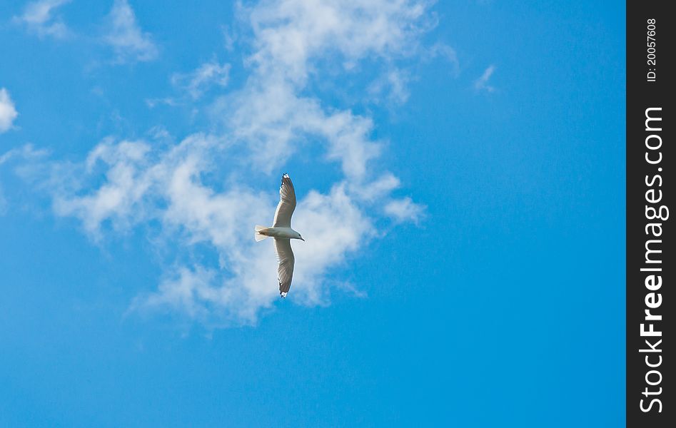 Seagull on the cloudy sky. Seagull on the cloudy sky