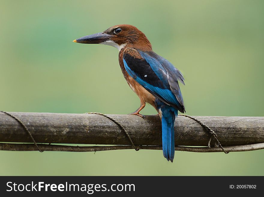 Young White-Throated Kingfisher on the wood waiting for feeding
