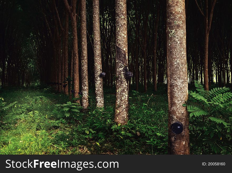 Panoramic view of nice rubber trees summer plantation. Panoramic view of nice rubber trees summer plantation