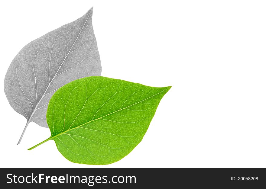 Leaf isolated on white background