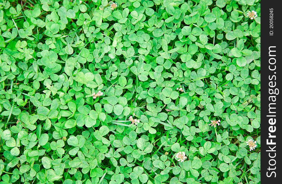 Green clover background in summertime