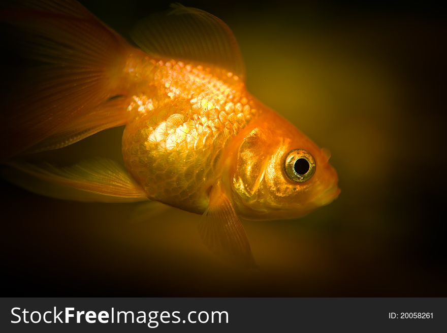 Goldfish in an aquarium against a dark background