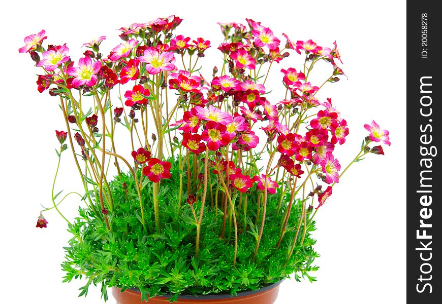 Red flowers, on isolated background