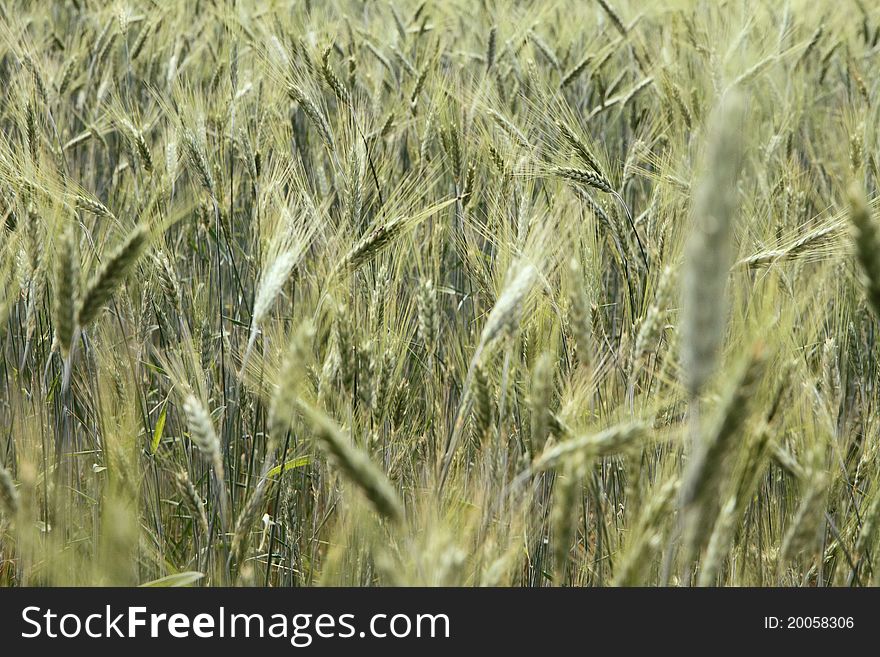 Field of cereal in spring