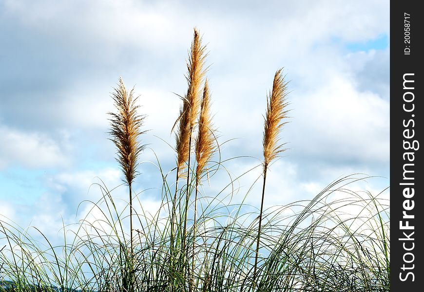 High reed against cloudy sky at day