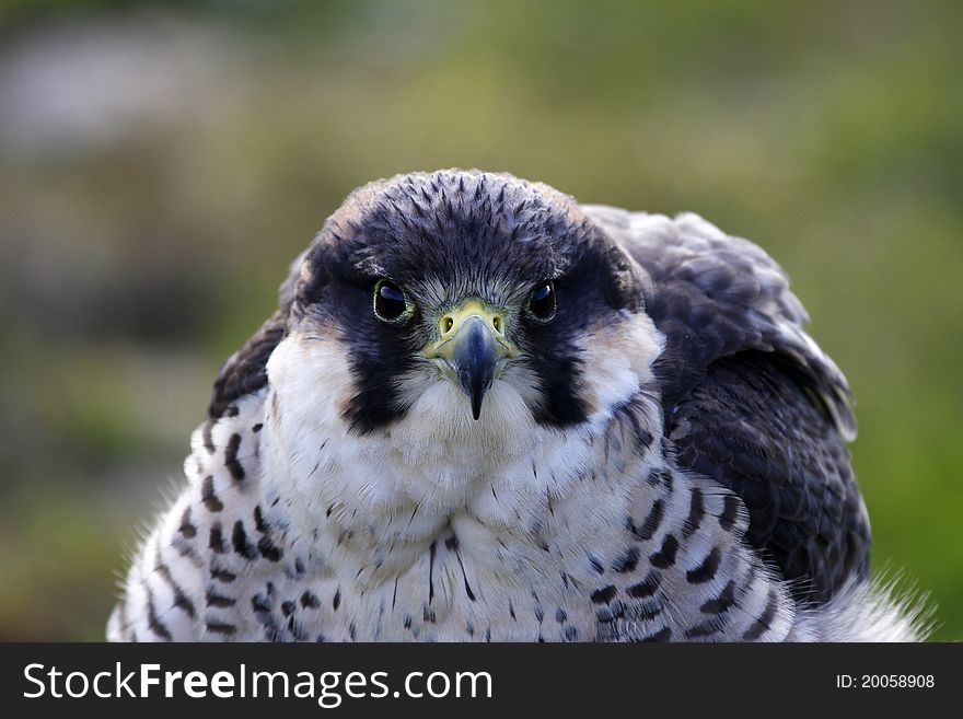 Captive Peregrine Lanner Hybrid falcon, rousing. Captive Peregrine Lanner Hybrid falcon, rousing.