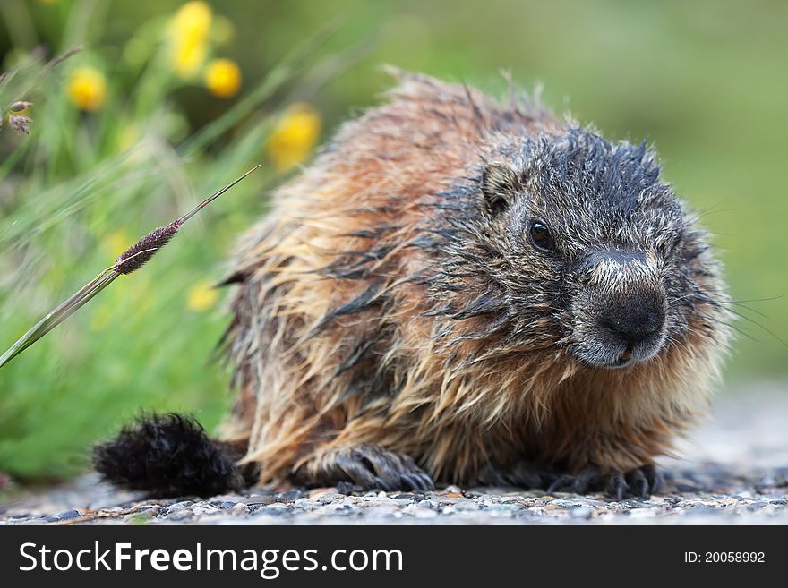 Marmot during the first part of spring