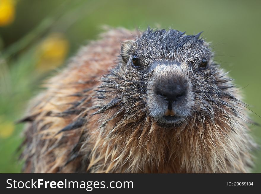 Marmot during the first part of spring