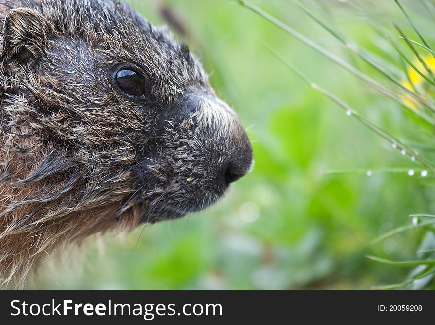 Marmot during the first part of spring