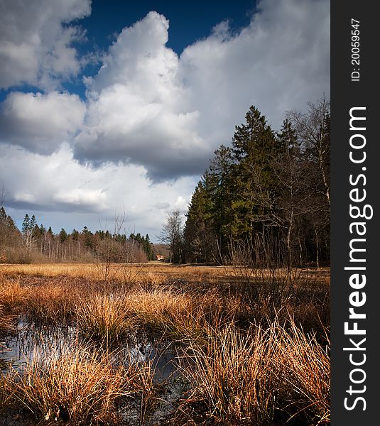 A wood on the outskirts of Viborg. A wood on the outskirts of Viborg