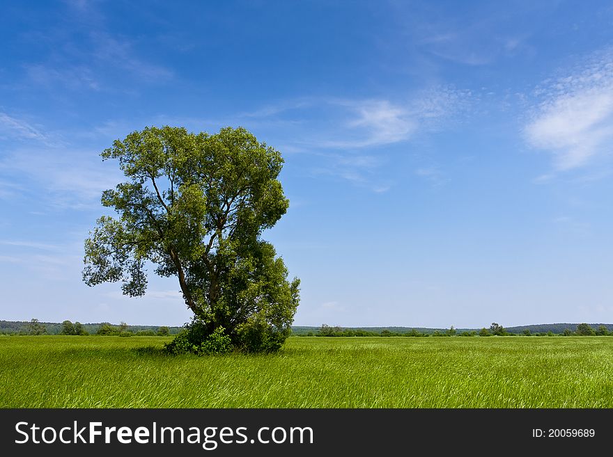 Natural meadow with single tree